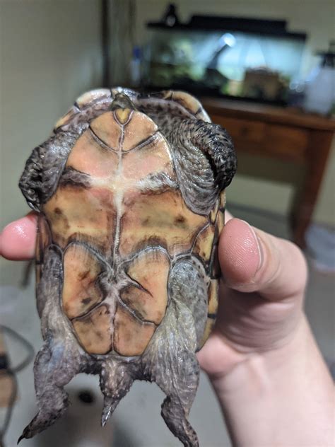 Sexing Eastern Musk Turtles Reptile Forums