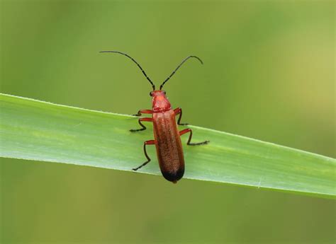 Common Red Soldier Beetle Rhagonycha Fulva Maple Lodge Paul