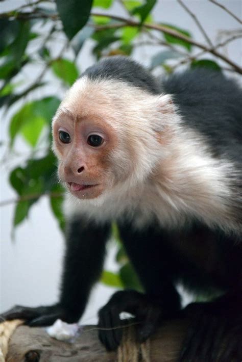 Mono Capuchino Recupera Peso Y Está Saludable¡continuará En