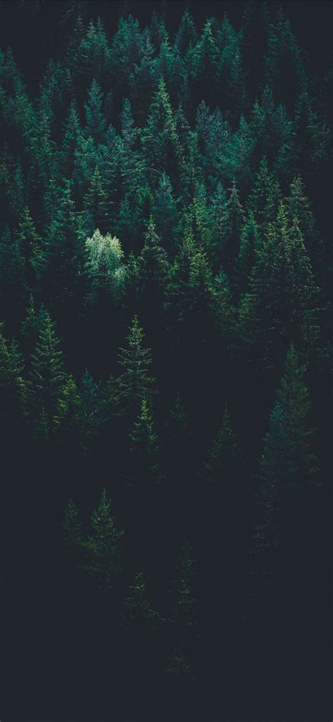 Aesthetic Forest Green Wallpaper Iphone Bmp Lolz