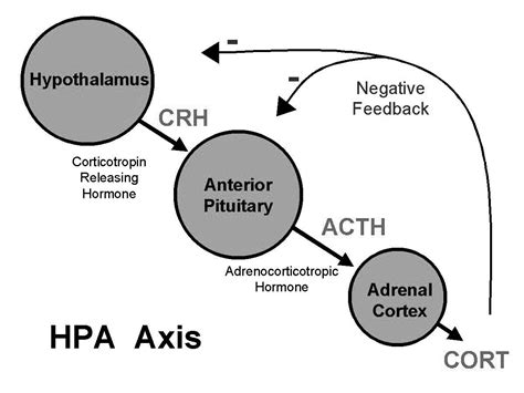 The Hpa Axis Hypothalamus Pituitary Adrenal The Weston A Price