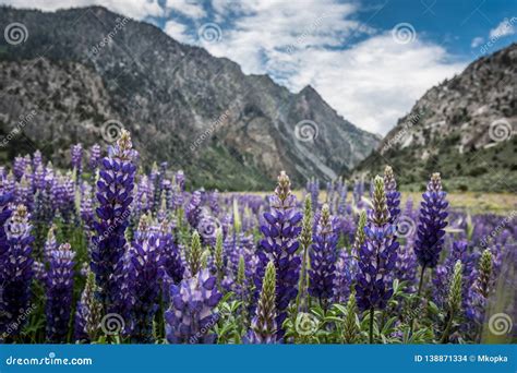 Lupine Wildflowers In Meadow Field At Sunset Close Lupine Flowering