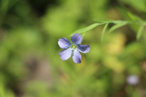 Blue Weed Stock Image Image Of Pretty Blossoms Purple 73642185