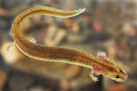 Eurycea Subfluvicola Ouachita Streambed Salamander Herps Of Arkansas