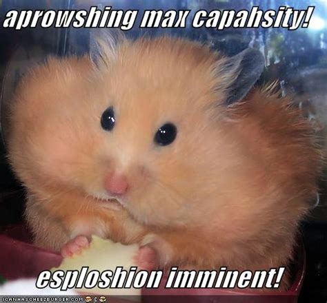 Funny Hamster Quotes Quotesgram