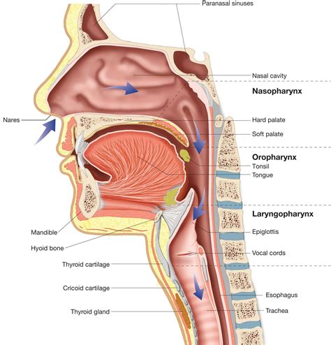 Sagittal Section Of Upper Respiratory System Illustrating The Internal
