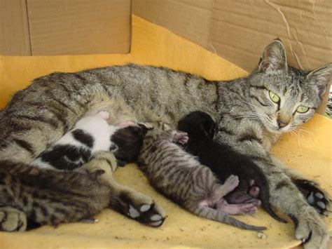 Cat Pregnancy Diet What To Feed A Pregnant Cat