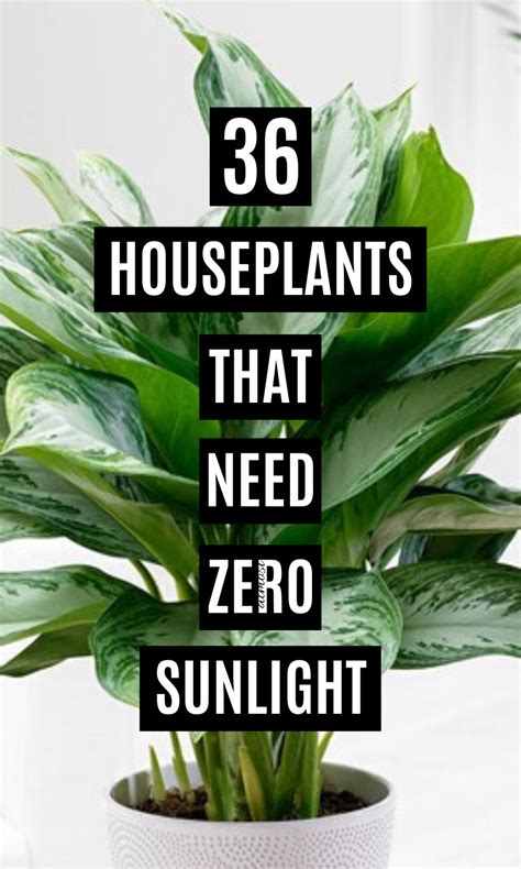 36 Best Indoor Plants That Needs Zero Sunlight In 2020 Best Indoor