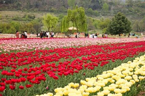 Tulip Garden Srinagar A Paradise One Should Not Miss In 2022