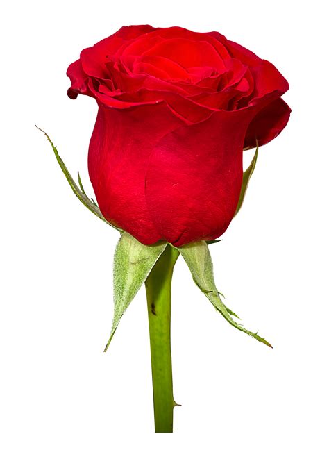 Download and use 8,000+ roses stock photos for free. Red roses for women png #39852 - Free Icons and PNG ...