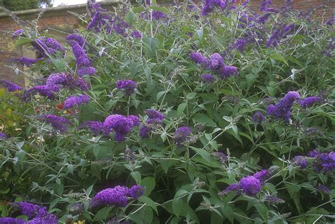 Buddleia Summer Lilaccountryliving Blue Flowering Shrubs Ornamental