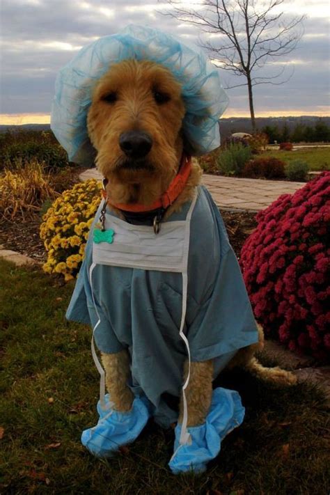 30 Halloween Costumes For Your Pups Hike N Dip Cute Dog Halloween