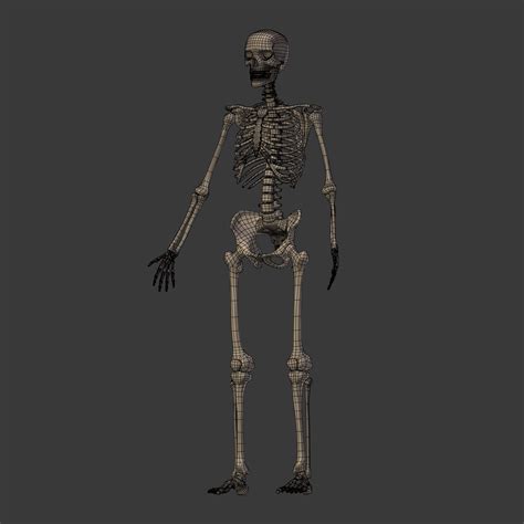 Esqueleto Humano En 3d
