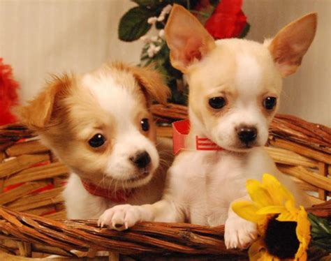 Chihuahua puppies that treat and protect children. How to Care for and Train Chihuahua Dog | Dog Training