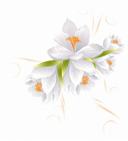 Flower Flowers Transparent Clip Clipart Decoration Lily