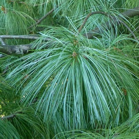 Pinus Wallichiana Pinus Griffithii Pin Pleureur De Lhimalaya