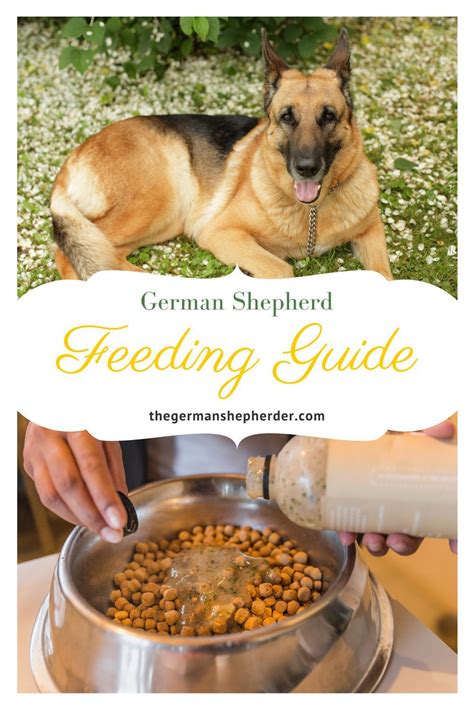 German Shepherd Feeding Guide All You Need To Know The German