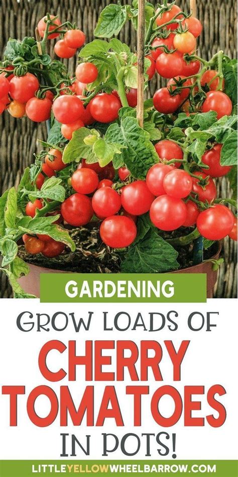 Growing Cherry Tomatoes In Pots Container Gardening For Beginners Artofit