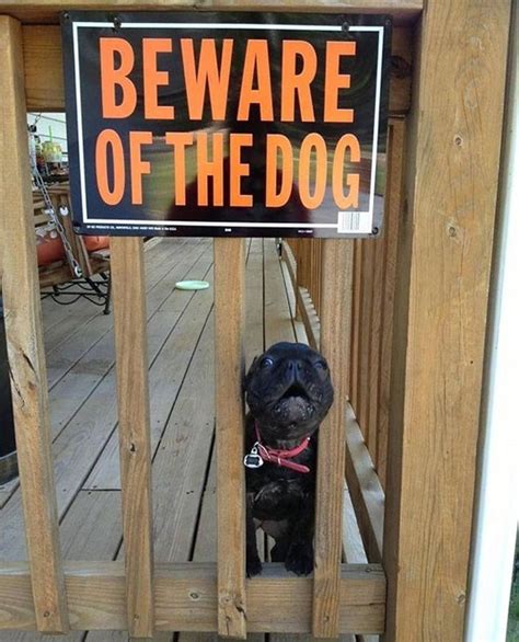 Hilarious Photos Show Seriously Cute Guard Dogs Daily Mail Online