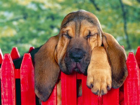 Rules Of The Jungle Bloodhound Puppies