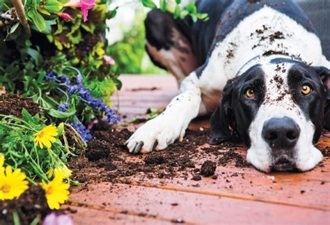 20 Safe Plants For Dogs You Can Add To The Garden Right Now The Dog