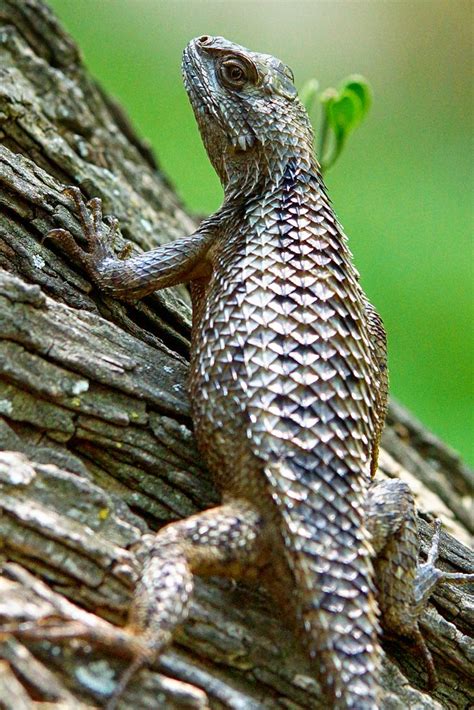 Texas Spiny Lizard Rwbinsa Flickr