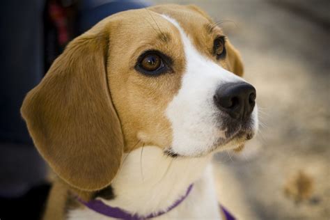 The Beagle Personality—what To Watch For