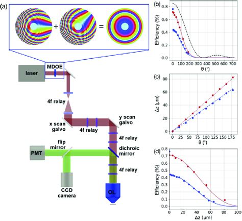 Experimental Layout And Lens Characterization A Two Photon Scanning