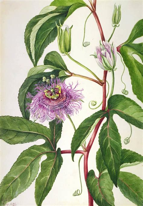 passion flower beautiful botanicals and vintage posters free illustration images plant