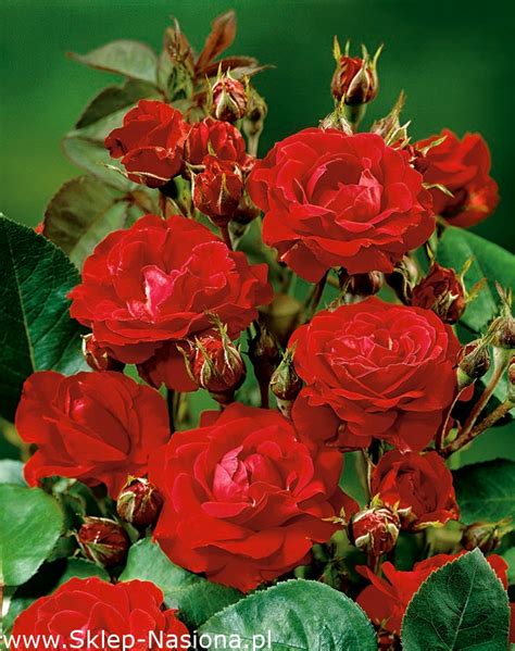 Róża rabatowa czerwona - sadzonka z bryłą korzeniową w Sklep-Nasiona | Sprawdź darmową wysyłkę