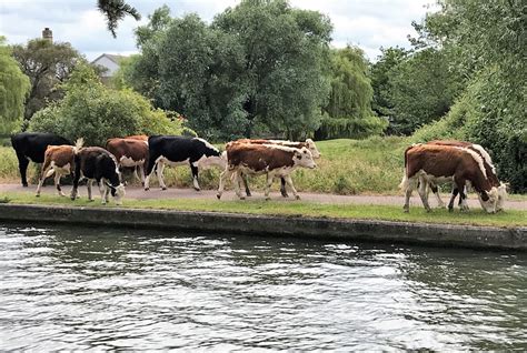 Cattle In Cambridge Opposite The © Richard Humphrey Cc By Sa20