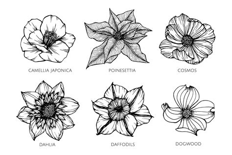 Collection Set Of Flower Drawing Illustration 417207 Vector Art At
