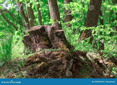 Tree Stump With Roots Stock Image Image Of Roots Mossy 239502449