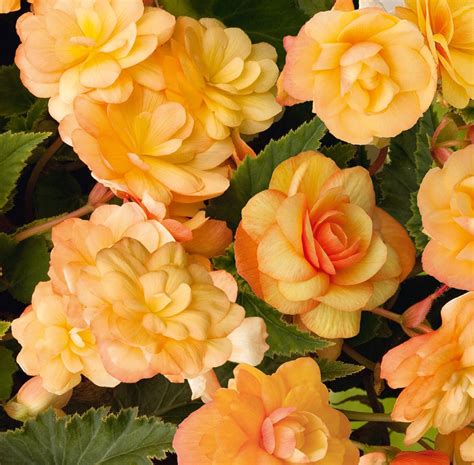 Begonia Illumination Apricot 2 Bulbs Etsy