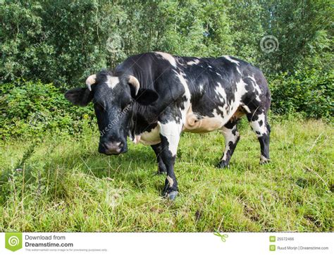 Black And White Spotted Cow Is Looking Curiously Stock Photo Image Of