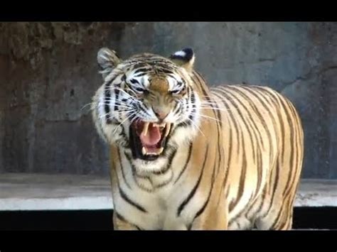 These cats are unique not only in sheer size, but also in their ability to roar. Awesome tiger roar roma bioparco tigre big cat sound - YouTube