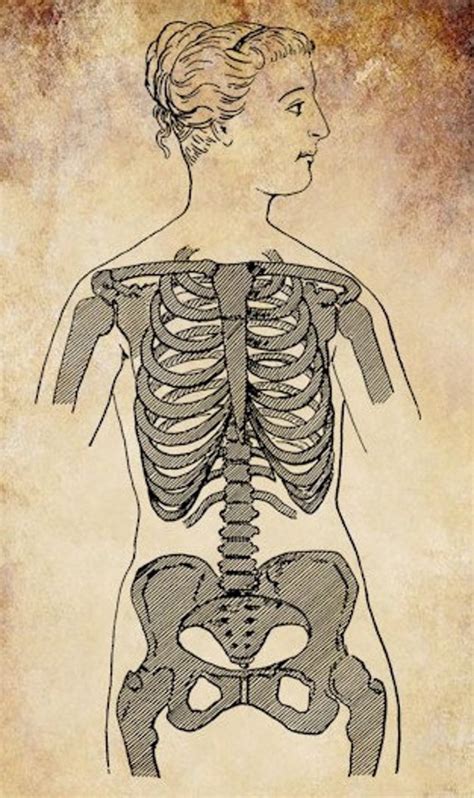 Womans Skeleton Anatomy Torso Clip Art Png By Digitalgraphicsshop