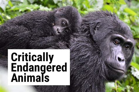 Critically Endangered Animals