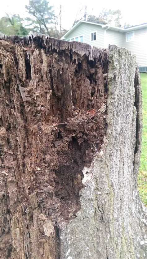 Termites In Dead Stump Walter Reeves The Georgia Gardener