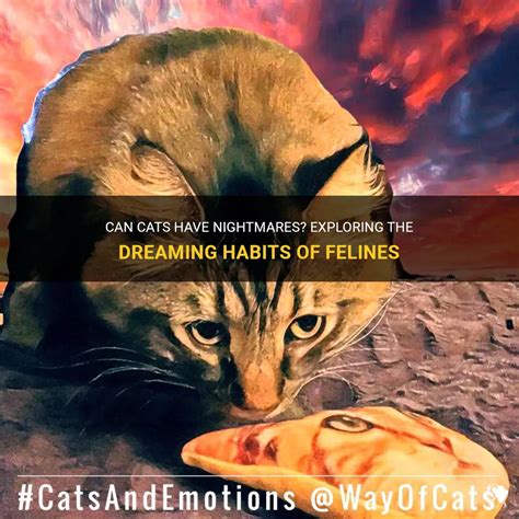 Can Cats Have Nightmares Exploring The Dreaming Habits Of Felines