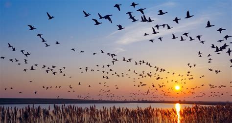 5 Fascinating Facts About Migratory Birds Farmers Almanac Plan