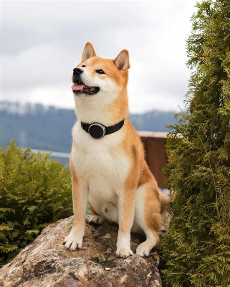 Tra i cani da appartamento ci sono i piccoli brachicefali, caratterizzati dallo schiacciamento del muso e dalla mandibola maggiormente sviluppata rispetto alla mascella. Cani piccola taglia: le 43 razze di cani piccoli per l ...