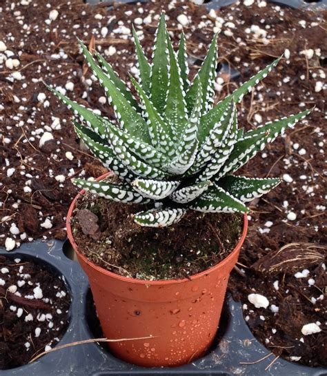 Buy Haworthia Attenuata Zebra Zebrina Exotic Rare Succulent Cactus