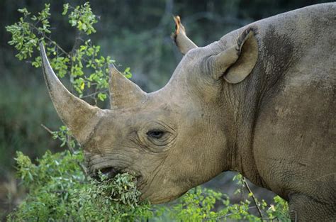 Rhinoceros Black Rhino African Mammal Guide