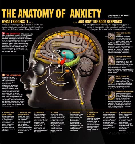 The Anatomy Of Anxiety 21 Infographics About Anxiety And How To Get