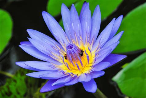 Flor De Lotus → Significado Cores Como Cuidar And Mais Fotos