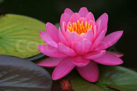 Lily Pad With Pink Flower Stock Image Colourbox