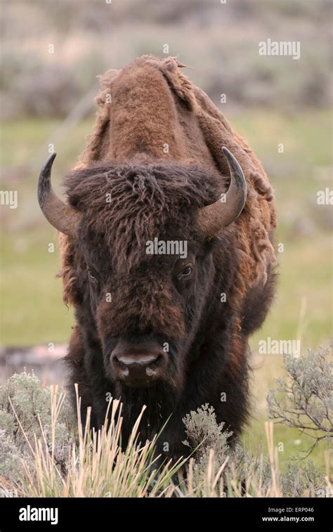 Bison Bull Bison Bison Yellowstone National Park Wyoming Stock