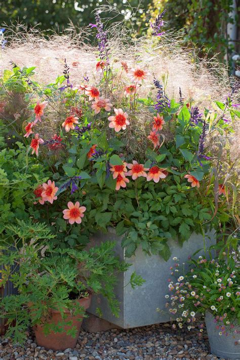 Container Gardening Sarah Ravens 7 Tips For Perfect Flower Pots