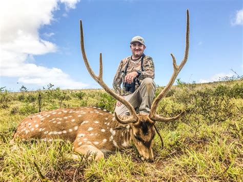 2 Day Axis Deer Hunt For 2 Hunters In Lanai Hawaii